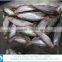 for market fresh fish frozen sardine 120-150g