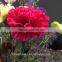 Fresh Cut Flowers Fragrant Real Touch Carnation to Friends