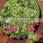 Amazon top seller antique corten steel metal planter for succulent