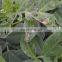 PrGV + Bt destroy these pests and effective treatment