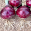 100g Bulk Sale Good Price Hybrid f1 Common Bulb Onion Red Onion Seeds for Sale