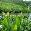 Changchun Jinsheng Zhuoyu Trading Co., Ltd.