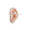 Ear model for acupuncture