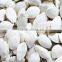 Chinese Salted Roasted Snow White Pumkin Seeds for sale