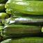 Zucchini