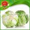 farm selling Chinese cabbage green cabbage roll vegetable spring roll