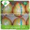 China original fresh honey pomelo