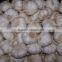 20156 new crop fresh garlic