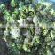 Frozen Vegetable Broccoli 3-5cm