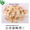 Factory Price for Dehydrated Ginger Powder