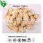 Factory Price for Dehydrated Ginger Powder