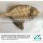 Dried Flounder Fish