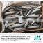New arrival frozen sardine fish for you