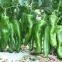 Pepper Seeds Sweet Pepper Greenhouse Plant Pepper Seeds No.27