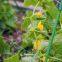 plant support trellis netting