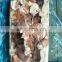 Good Quality Frozen Squid Neck With Best Price