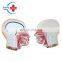 HC-S239 Hot Sale Medical Science Male Trunk Model/Male Model 85CM Male Torso Model with 19 pieces