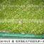 hot selling Automatic Barley Sprouting machine China