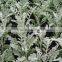 Top quality Senecio cineraria and other fresh cut flowers with the high quality