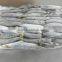 Frozen Round Scad whole round