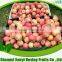 2015 china hot new crop delicious gala apple to Middle East