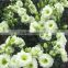 High quality Lisianthus flower seeds Eustoma grandiflorum seeds for planting