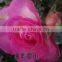 Indoor and outdoor plants multi color Rose