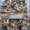 Pleurotus Mushrooms packed 50kg 5-8cm preserve for sale