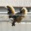 outdoor plastic wild animal model eagle toys