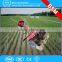 China lowest price Lightweight Mini Manual Weeder / Hot Sale Rotary Weeder