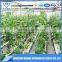 hydroponic greenhouse growing system for vegetable