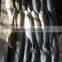 Jack mackerel china wholesale fish