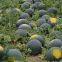 Black King round shape red crimson flesh hybrid watermelon seeds