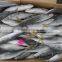 High quality frozen round scad mackerel with small size