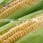 yellow sweets corn best selling