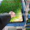 hot selling Automatic Barley Sprouting machine China