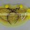 Wholesale bee animal wings Halloween party headband wing suit