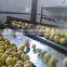 FRESH LEMON ( Adalia - Verna - Green Lime )