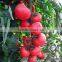 2016 Hybrid High yield disease-resistant Tomato seeds for growing- Red Princess