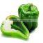 The early maturing disease resistance F1 hybrid green large pepper seeds