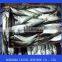 Frozen Pacificus Mackerel