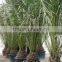 Phoenix Canariensis from 80/100 in 5 liters pot