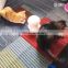 China supplier funny automatic cat rotating laser toy with feather for cats