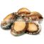 china frozen abalone in shell for sale