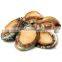 china frozen abalone in shell for sale