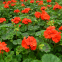 Garden planting Pelargonium hortorum seeds F1 geranium flower seed mix color for sale