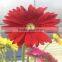 Top Rated Supplier Fresh Cut Flower China Fresh Grebera Wholesale