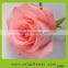 2016 new product crazy selling wide varieties fresh rose