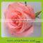2016 new product crazy selling wide varieties fresh rose