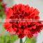 Multiple Colors Fresh Cut Carnation Flower For Flower Arrangement Red Carnation Flowers